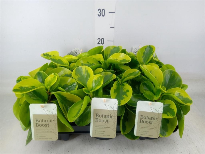 <h4>Peperomia obt. 'Obtipan'</h4>