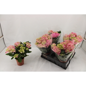 HYDR M SWEET CAMPINO