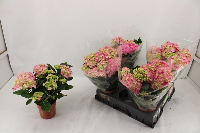 <h4>HYDR M SWEET CAMPINO</h4>