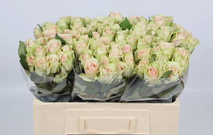 <h4>R GR LA BELLE</h4>