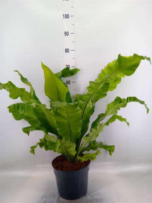 <h4>Asplenium nidus</h4>