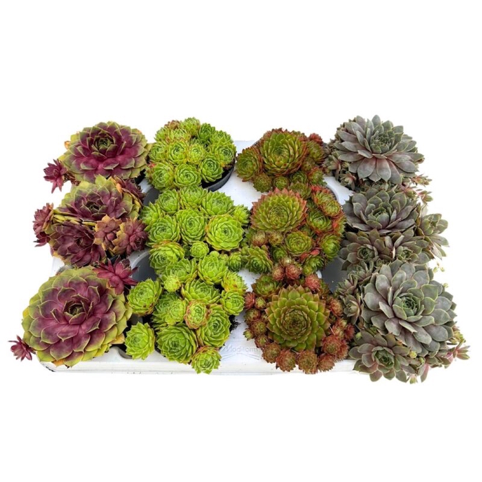 <h4>SEMPERVIVUM CALCAREUM P9 MIX</h4>