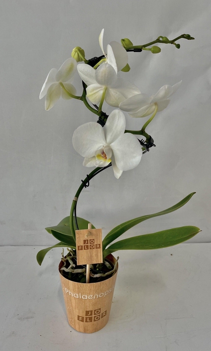 <h4>spiraal 9cm 1 tak</h4>