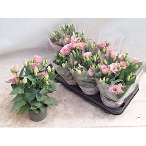 EUST JULIETTA PINK