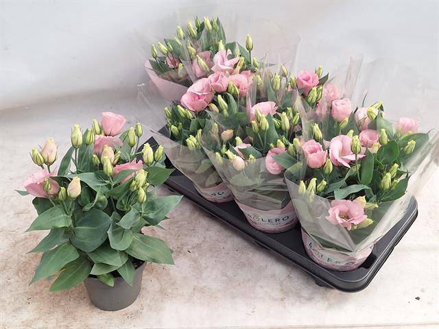 <h4>EUST JULIETTA PINK</h4>