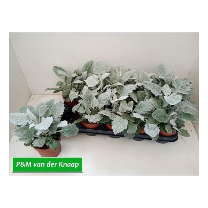 <h4>JACOBAEA MARITIMA</h4>