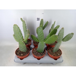 Opuntia