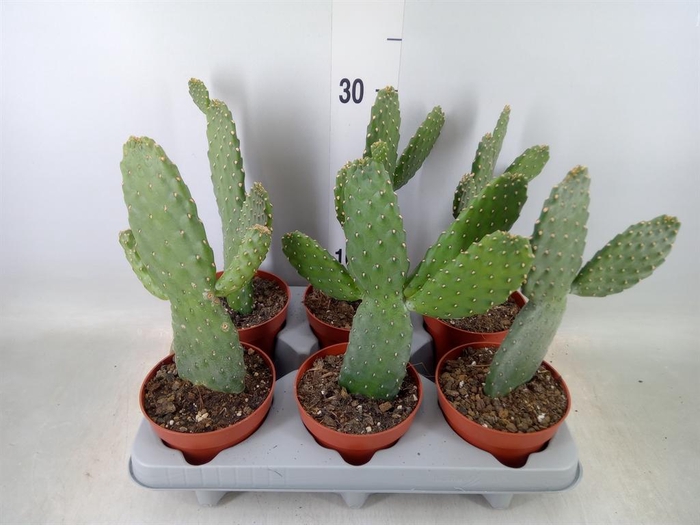 <h4>Opuntia</h4>