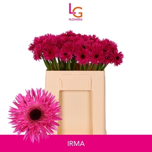 GE MS PUNKI IRMA