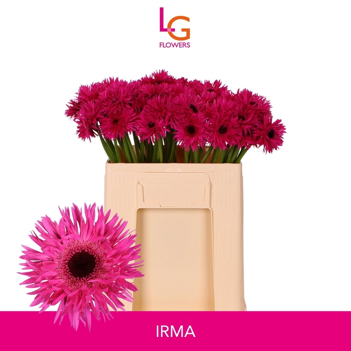 <h4>GE MS PUNKI IRMA</h4>