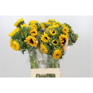 Helianthus Orange Fire