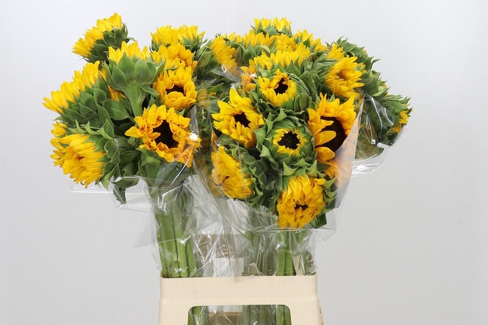 <h4>Helianthus Orange Fire</h4>