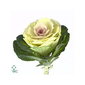 Brassica crane bicolour
