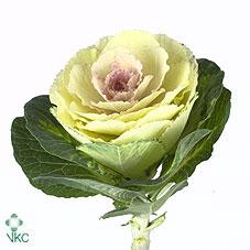 <h4>Brassica crane bicolour</h4>