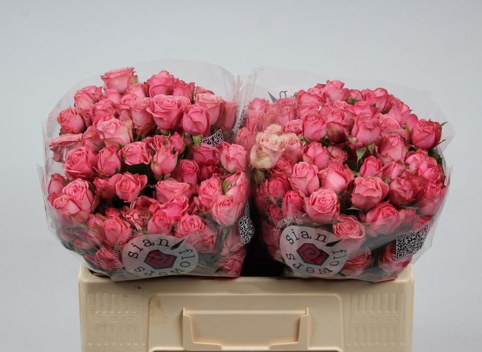 <h4>R TR STREET PARTY</h4>