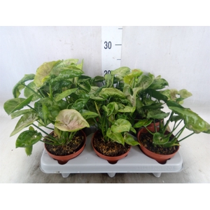 Syngonium   ...