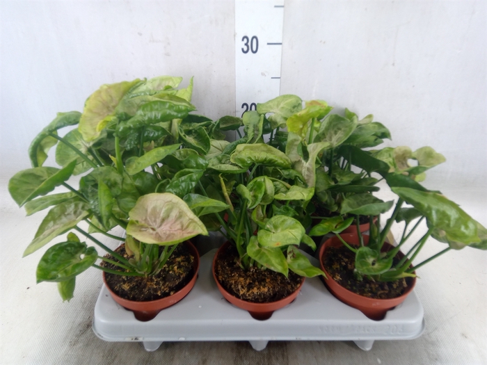 <h4>Syngonium   ...</h4>