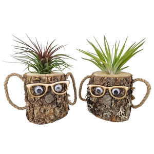 Tillandsia wood dude brown