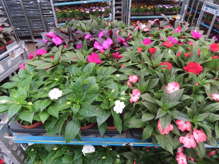 <h4>IMPAT NG MIXK 4 KL</h4>