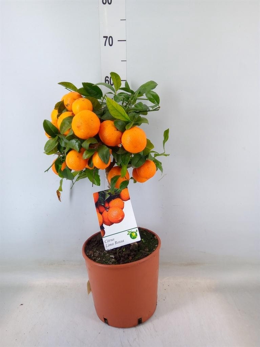 <h4>Citrus   ...</h4>