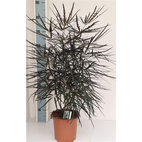 <h4>Dizygotheca elegantissima</h4>