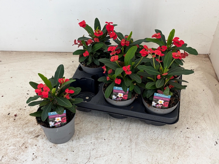 Euphor Mi Maxi Olymp