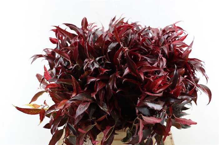 <h4>Leucothoe Rood</h4>