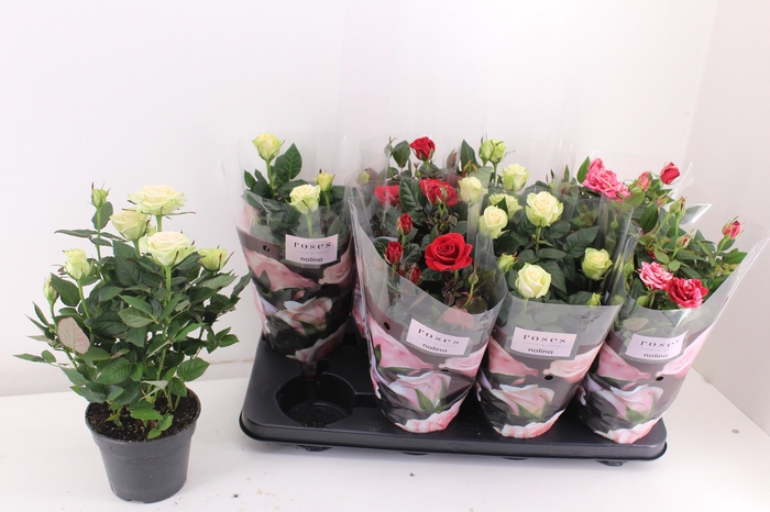 <h4>RO PATHIT GEM 3 SRT</h4>