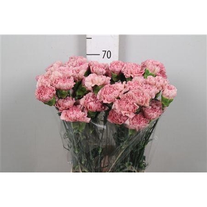 Di St Lege Pink