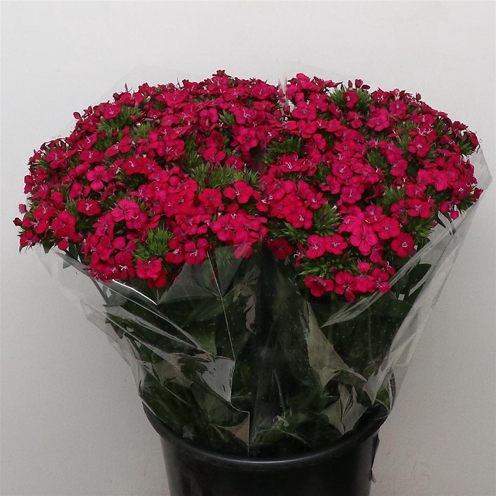 <h4>Di Barb Amazon Cherry Extra</h4>