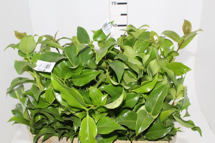 <h4>FOLHAGEM CAMELIA</h4>