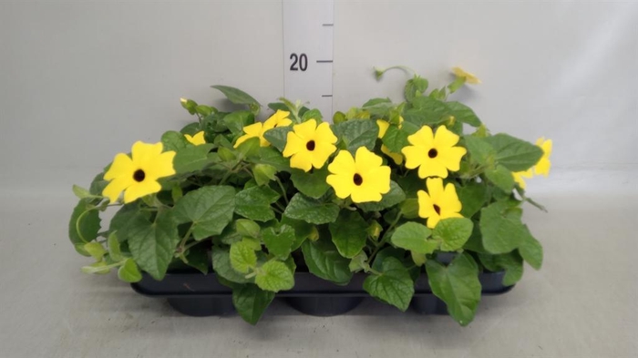 <h4>Thunbergia alata</h4>