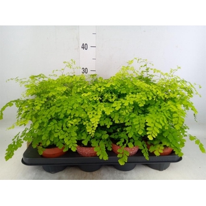 Adiantum raddi. 'Fragrans'