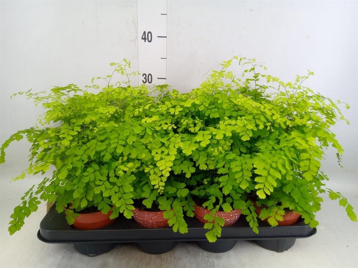 <h4>Adiantum raddi. 'Fragrans'</h4>