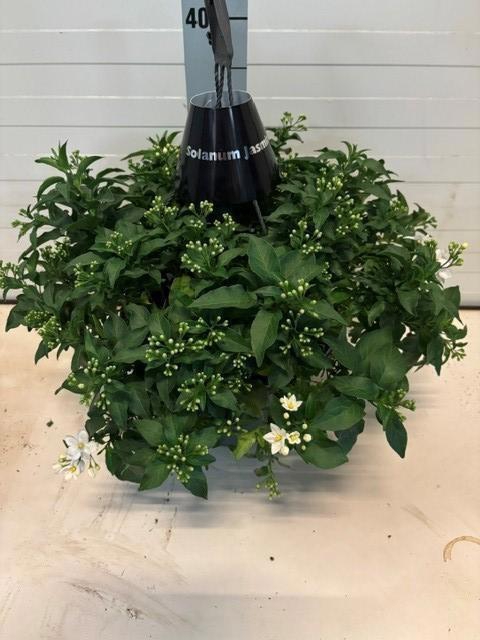 <h4>SOLANUM JASMINOIDES</h4>
