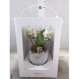 Phalaenopsis   ...white