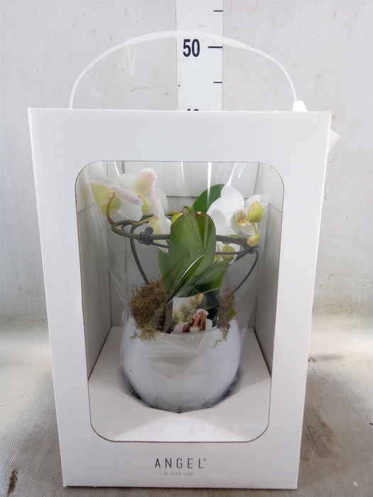 <h4>Phalaenopsis   ...white</h4>