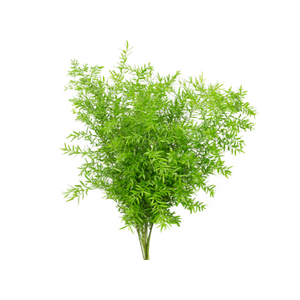 FOLHAGEM ASPARGO CWEBE 050 CM