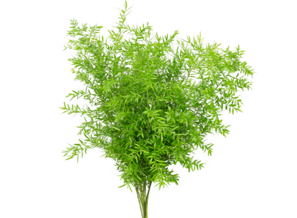 FOLHAGEM ASPARGO CWEBE 040 CM