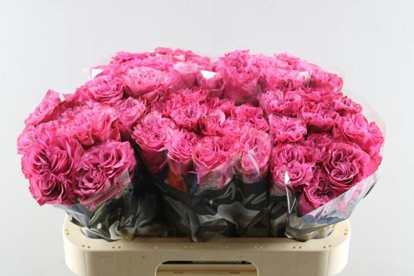 <h4>R Gr Country Blues L 60</h4>