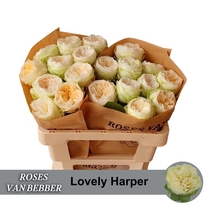 <h4>R GR LOVELY HARPER!</h4>