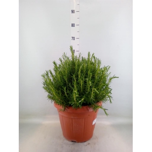 Rosmarinus offi.   ...