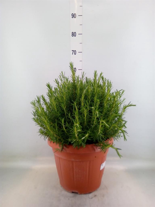 <h4>Rosmarinus offi.   ...</h4>