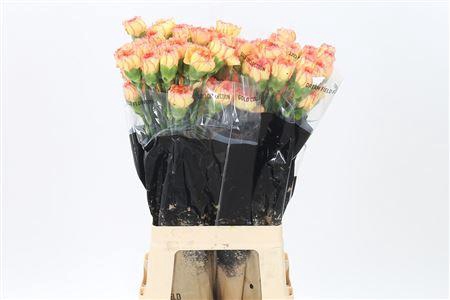 <h4>Di St Boiro</h4>