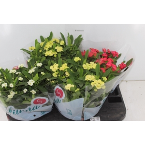 EUPHORBIA MILII MILIIANA C21