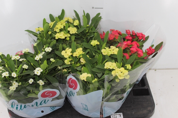 EUPHORBIA MILII MILIIANA C21