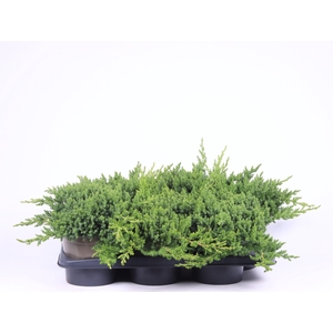 Juniperus procumbens 'Nana'