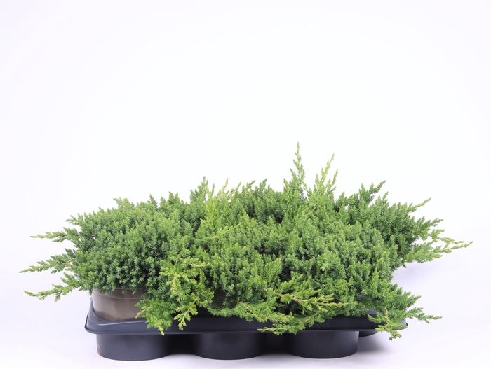 <h4>Juniperus procumbens 'Nana'</h4>