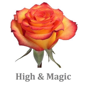 R Gr High & Magic Ec