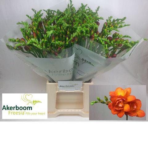 <h4>Freesia Mandarine Koptakken</h4>